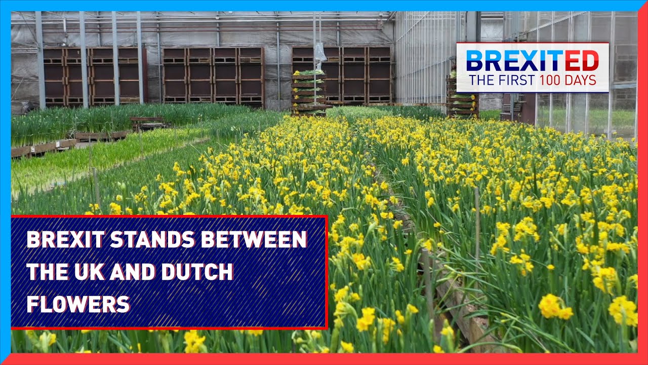 How Brexit stands between the UK and Dutch flowers - #BREXITED