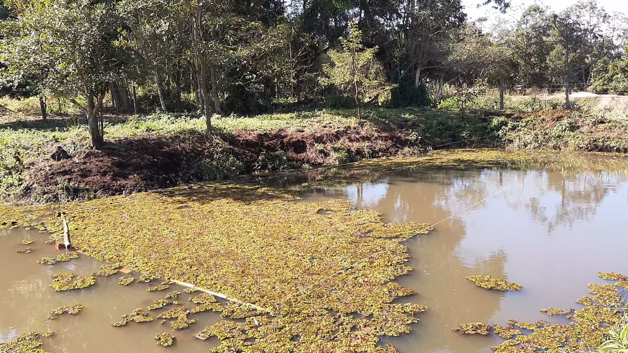 como retirar aguapés do açude, represa.