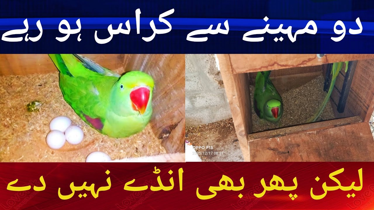 Parrots Late breeding Reason. کافی ٹائم سے کراس ہو رہے ہیں لیکن پھر بھی انڈے نہیں دے رہے