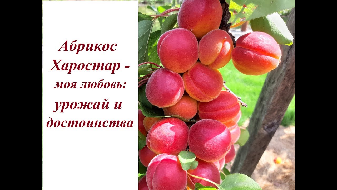 Абрикос Харостар: урожай и достоинства