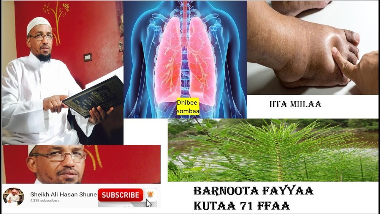 BARNOOTA FAYYAA KUTAA 71 ffaa