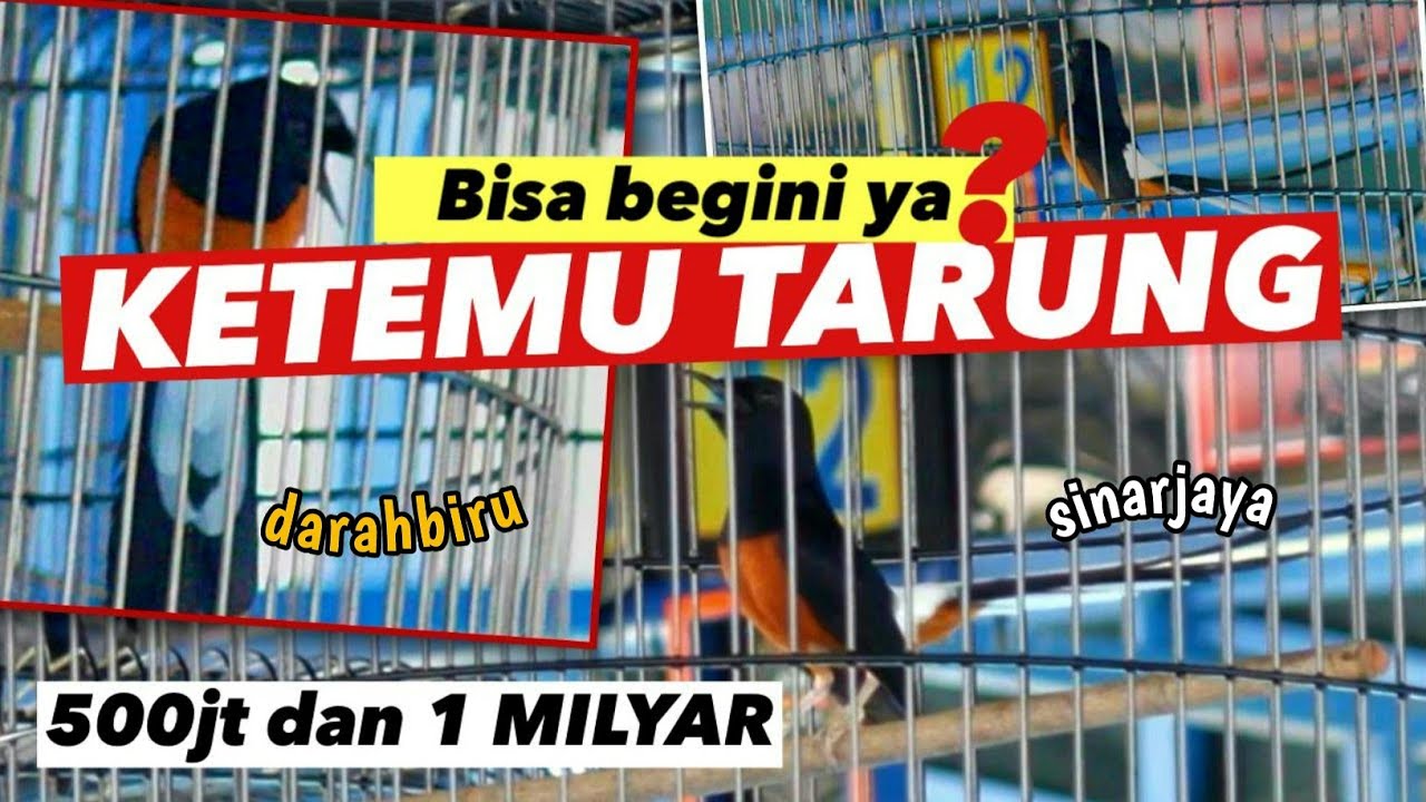 BANDINGKAN‼️TARUNG MURAIBATU DARAHBIRU,SINARJAYA,HAMAS KETEMU  Anniversary 4th smm SALING ADU MATERI