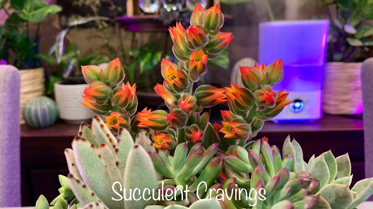 Broken Pot Makes Succulent Arrangement Looks Better