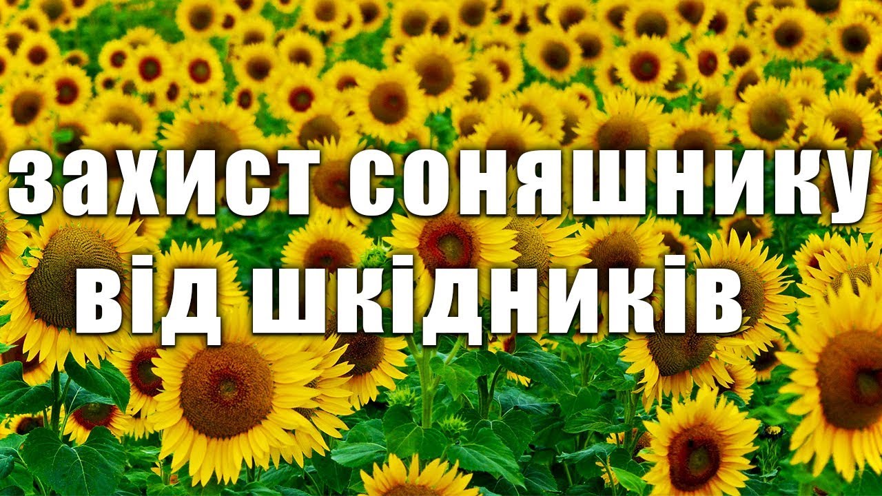 Защита подсолнечника от вредителей. Лучший инсектицид для подсолнечника