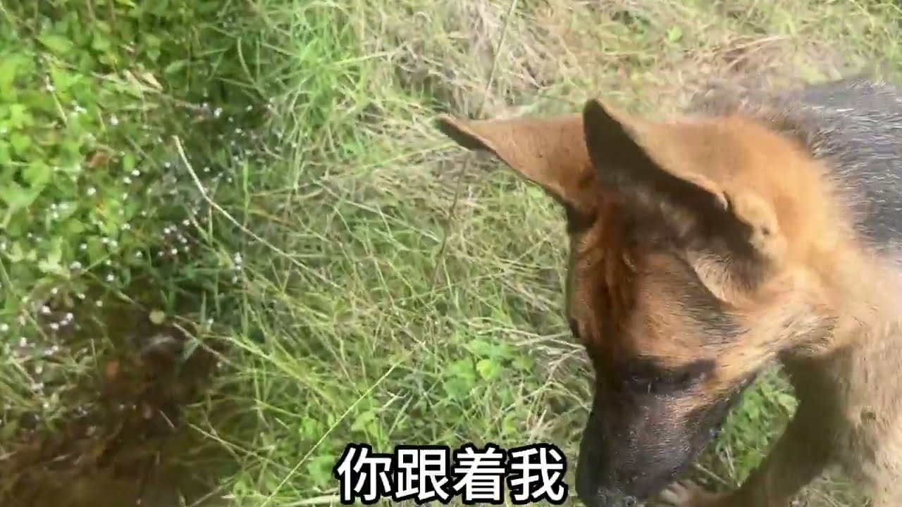 花600买的德牧第一次放牛就丢了！没想到还认识新主人！ #德牧#不养狗不知道养狗的乐趣 #万物皆有灵性