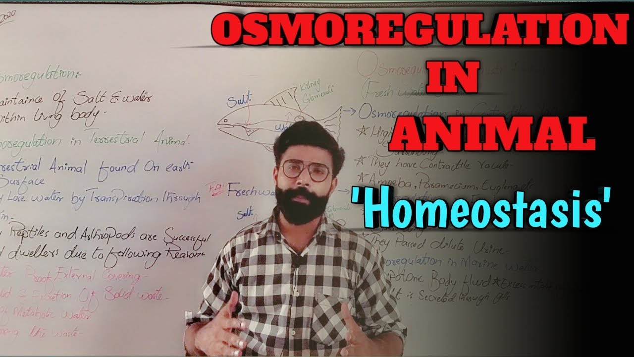 OSMOREGULATION IN ANIMAL || Homeostasis || Chapter-01 || XII-Zoology || Urdu/Hindi