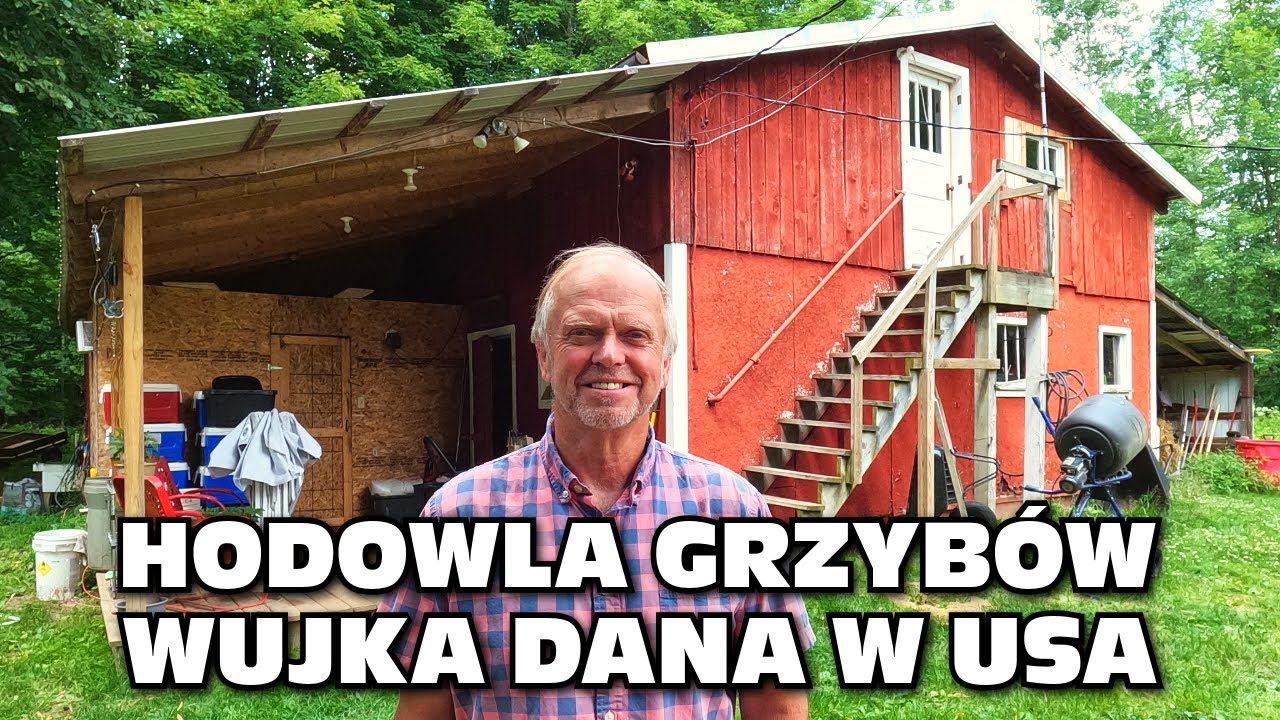 Hodowla grzybów wujka Dana w USA - Jak uprawiać grzyby w domu - boczniaki, shiitake, lwia grzywa