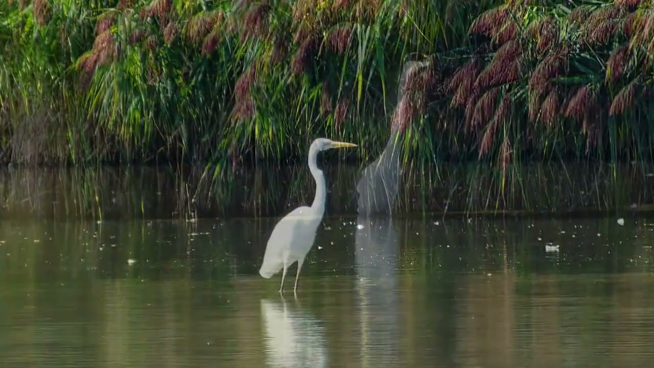 Besthorpe Nature Reserve 5th September 2025