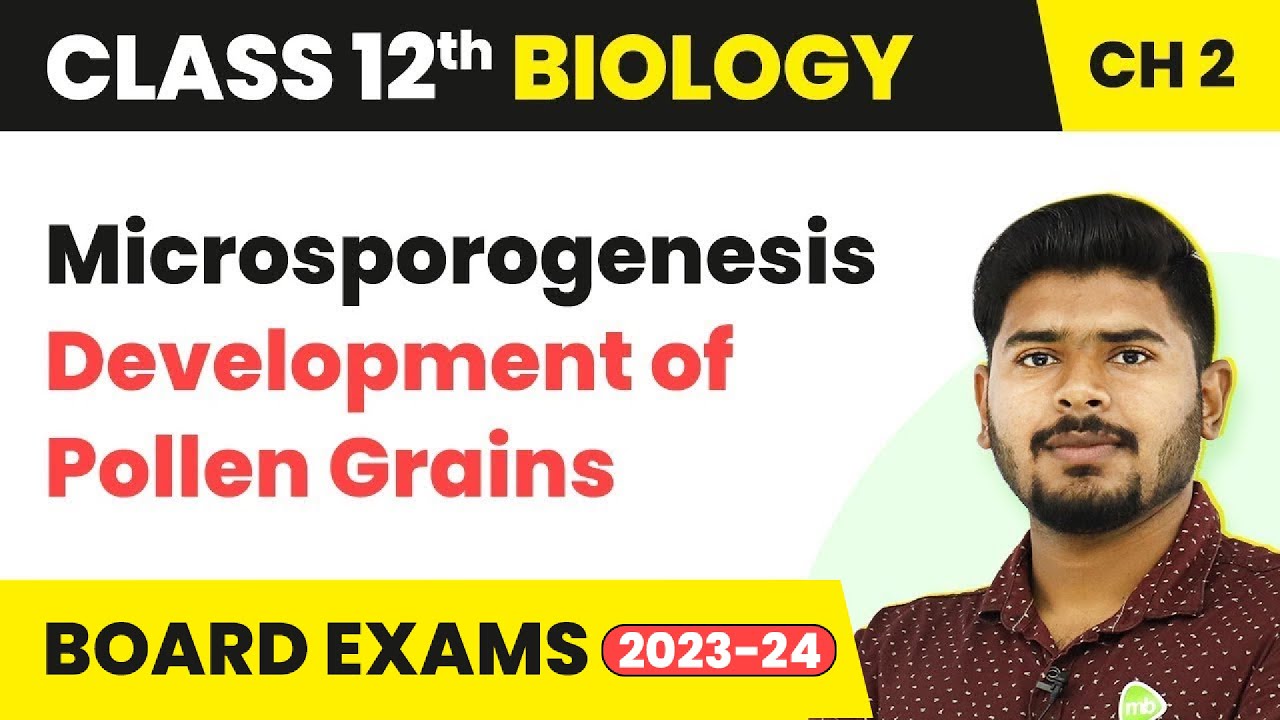 Microsporogenesis Development of Pollen Grains - Sexual Reproduction in Flowering Plants | Class 12