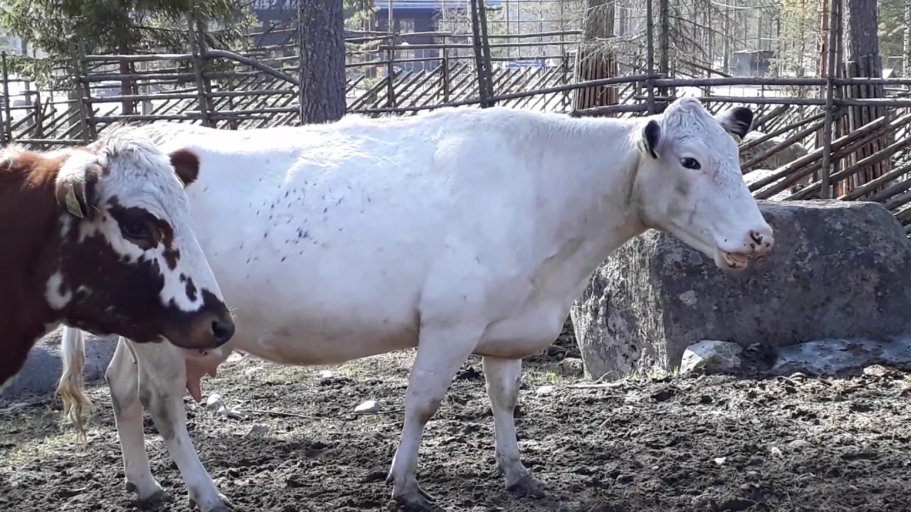 Lehmät ammuu vasalle| Ähtäri zoo