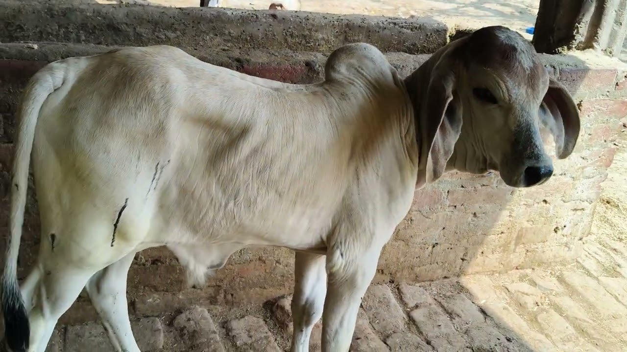 Chausa Cow Mandi Buxar Bihar