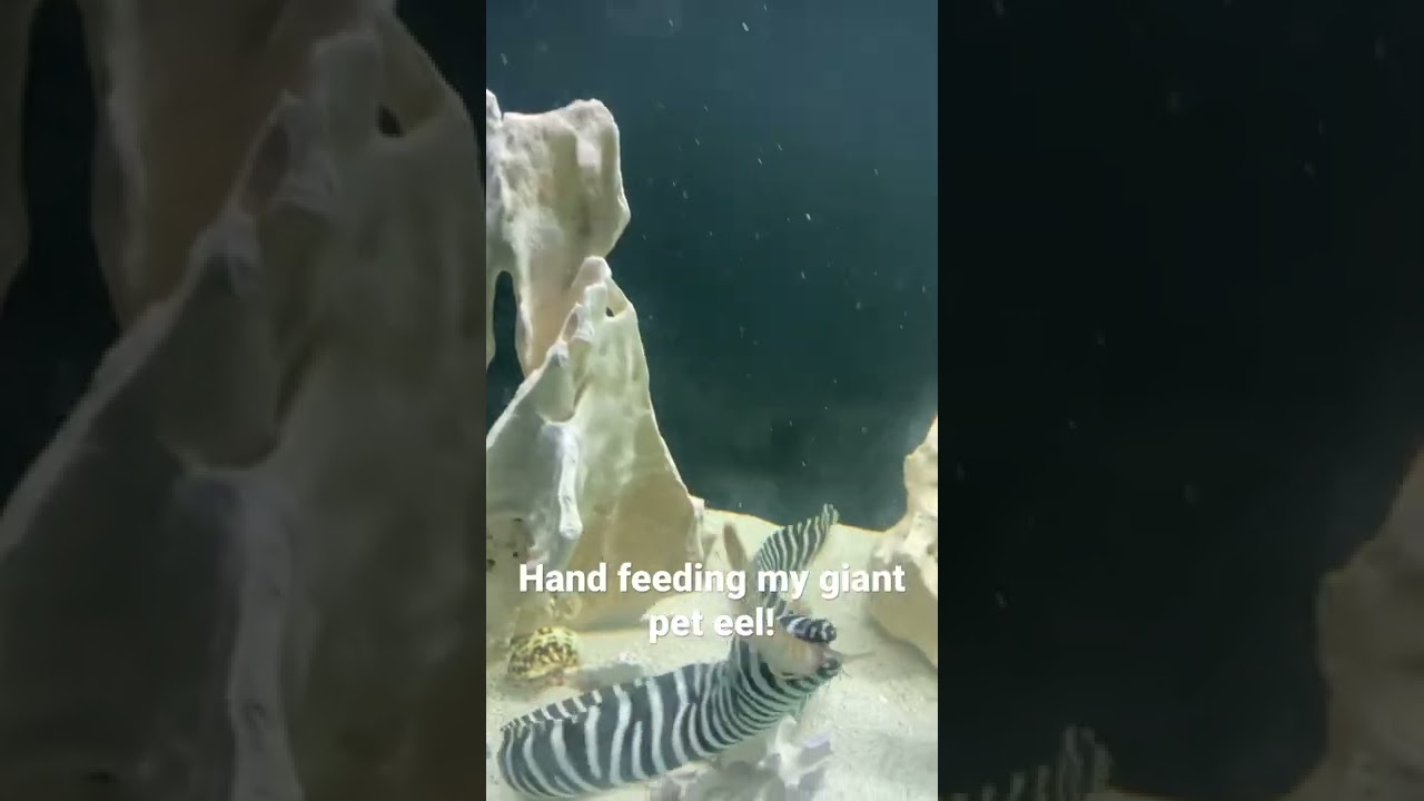 My giant pet zebra moray eel just ate from my hand for the first time! He&rsquo;s awesome!