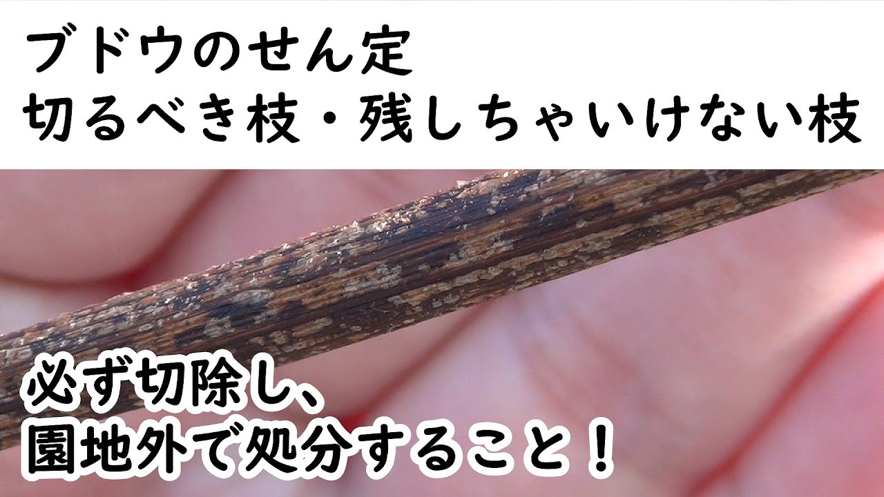 ブドウ　剪定で切るべき枝・残しちゃいけない枝【黒とう病対策】