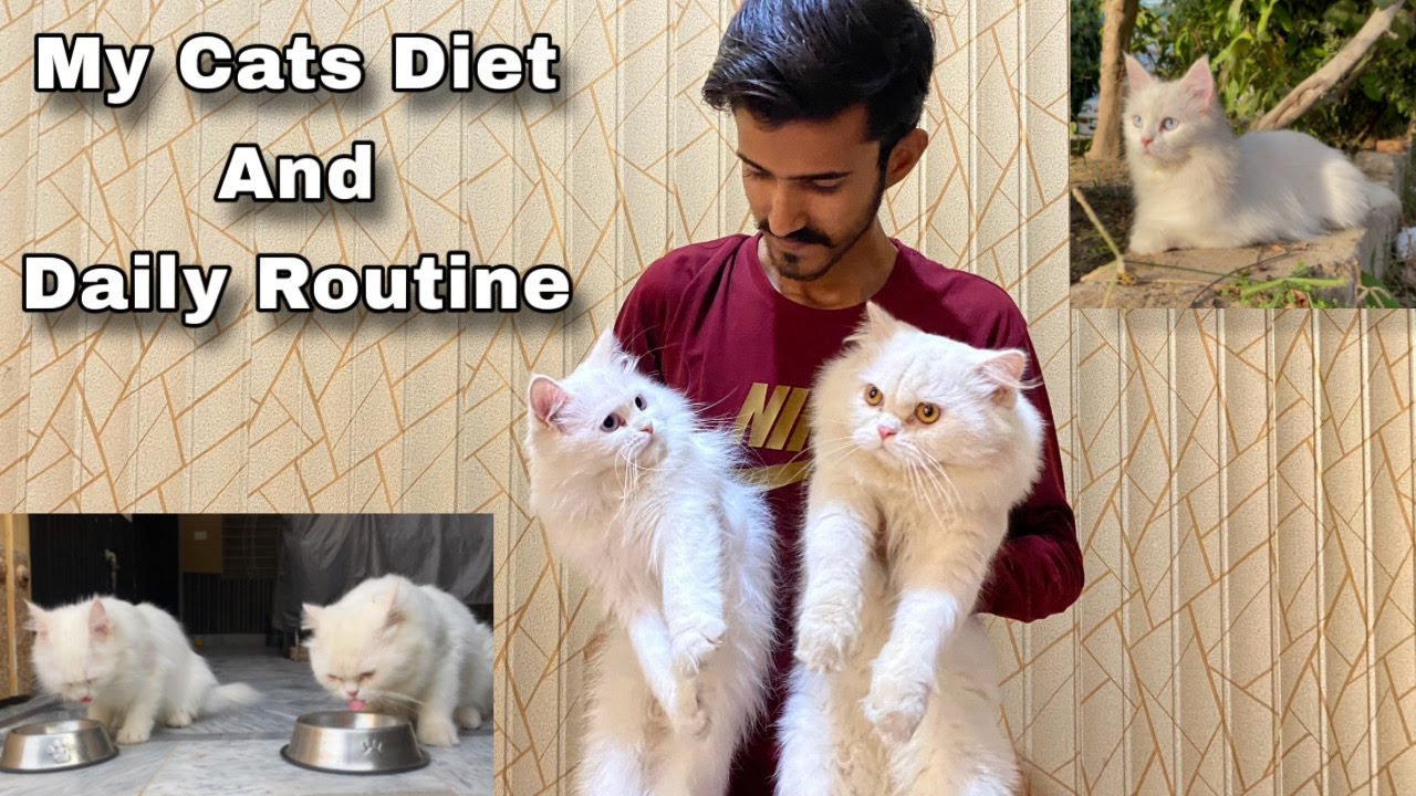 A Day With My Cats || Cats daily routine & diet | Rehan & Max