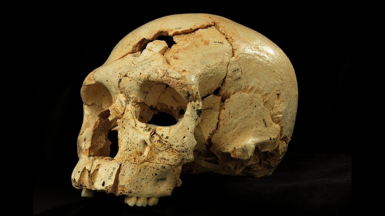 Secrets of Atapuerca  English subtitles