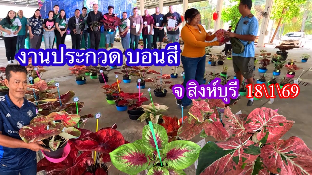 งานประกวด#บอนสี จ.สิงห์บุรี 18\1\69