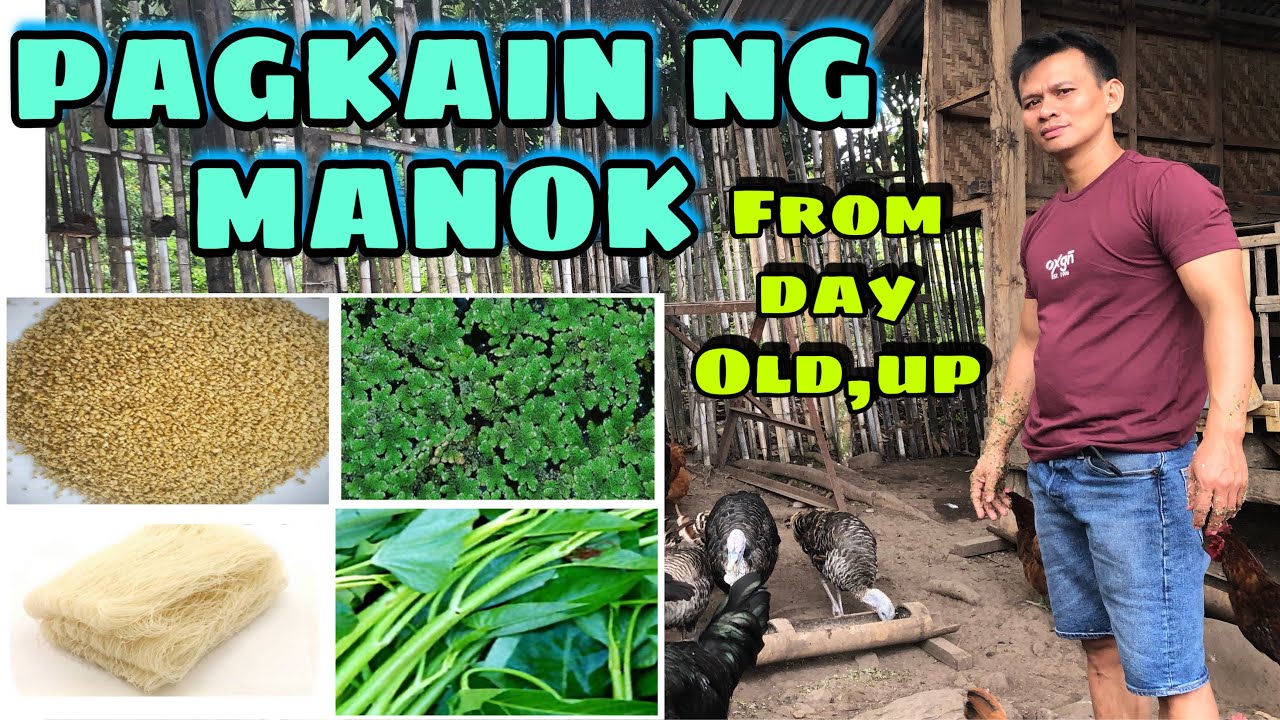 PAGKAIN NG MANOK FROM DAY OLD ,UP | FREE RANGE CHICKEN | BUHAY PROBINSYA