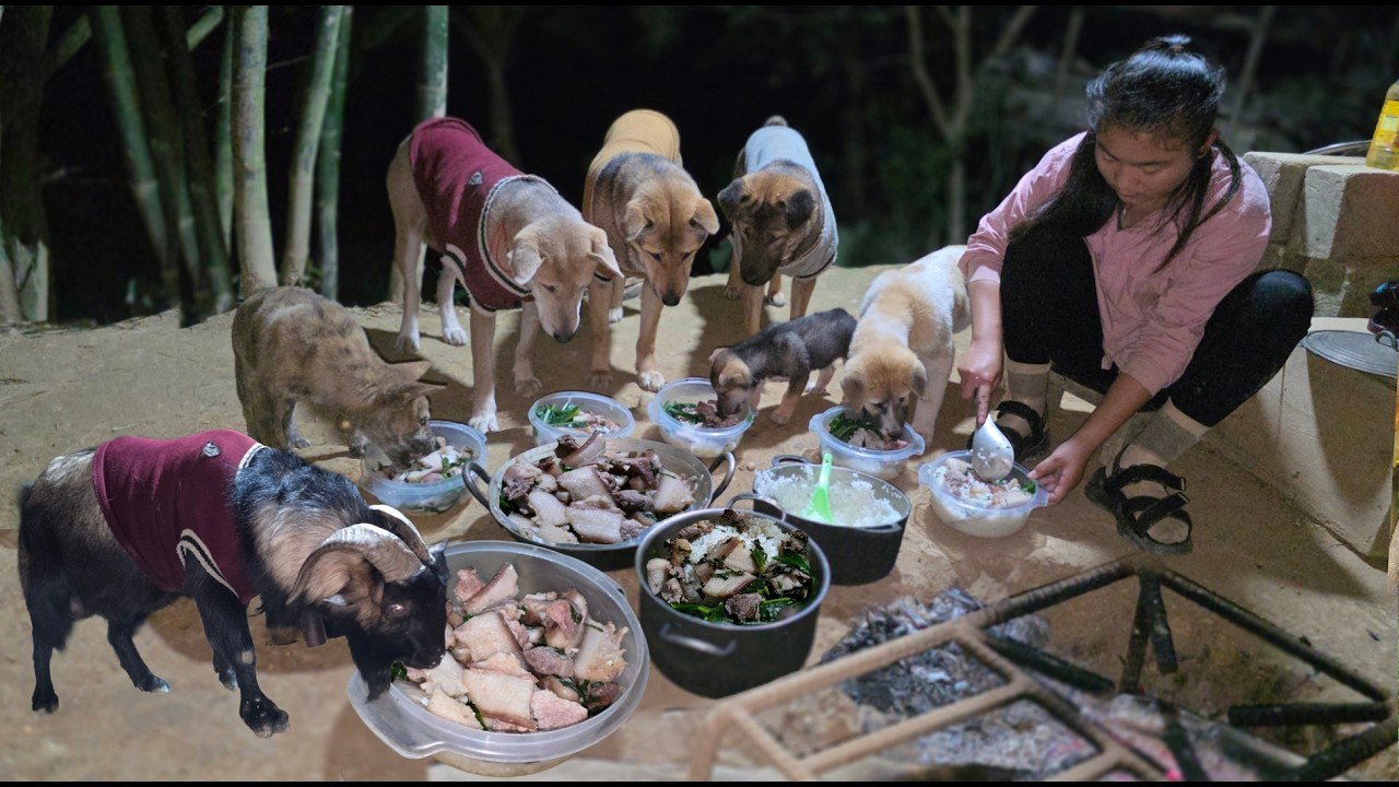 Caring for dogs and goats with loving meals in a poor rural area - ha thi muo