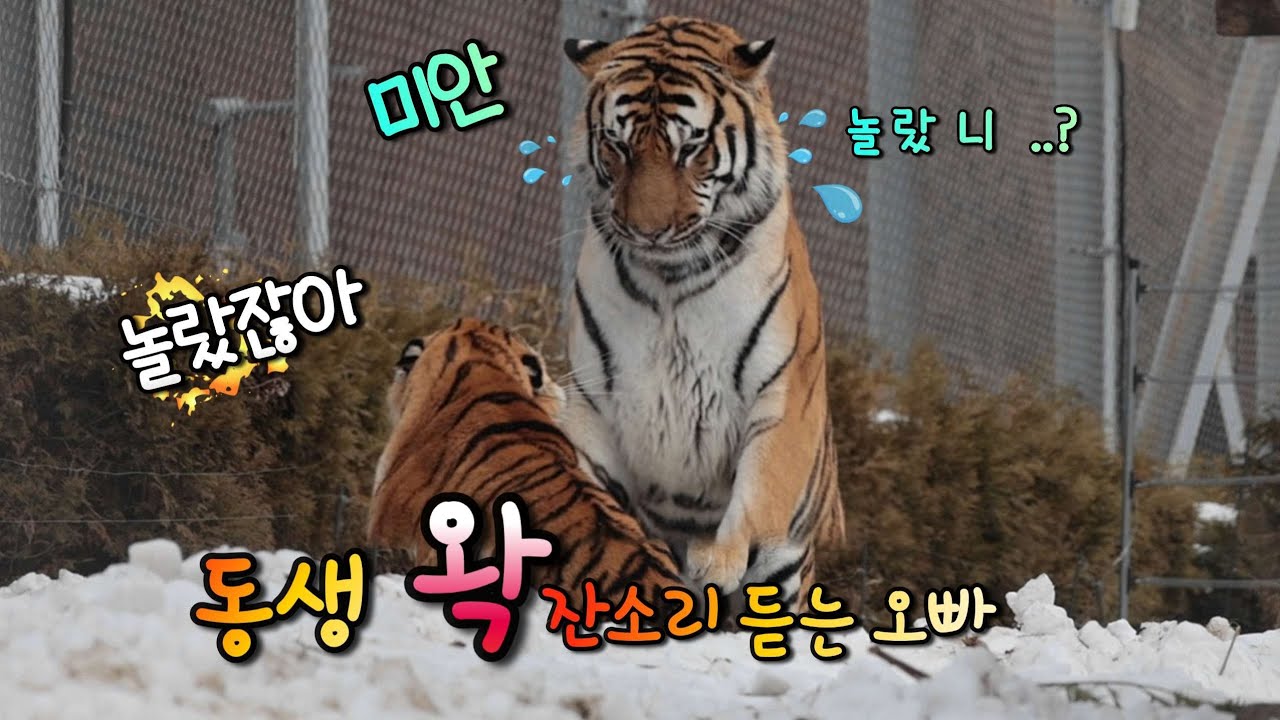 [2026,1,15] 함께 출근해서 직립팡팡 두번 제설차 따라 신난 범이랑 심쿵투샷 낮잠까지 ♡