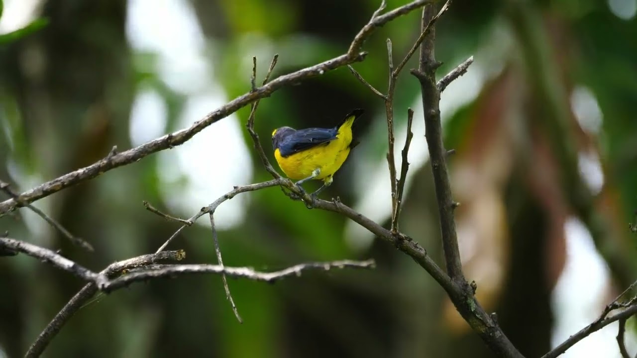 Bellos pajaros Guatemala