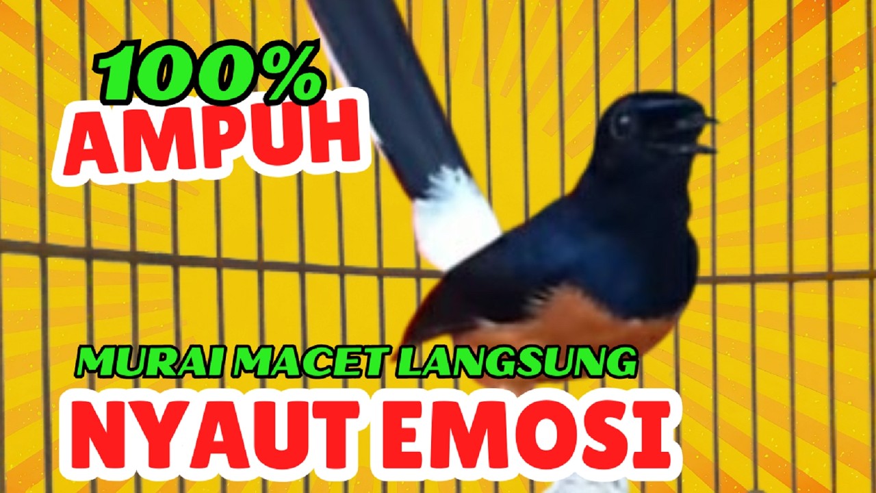 pancingan murai batu GACOR ampuh JADIKAN murai MACET nyaut EMOSI❗❗