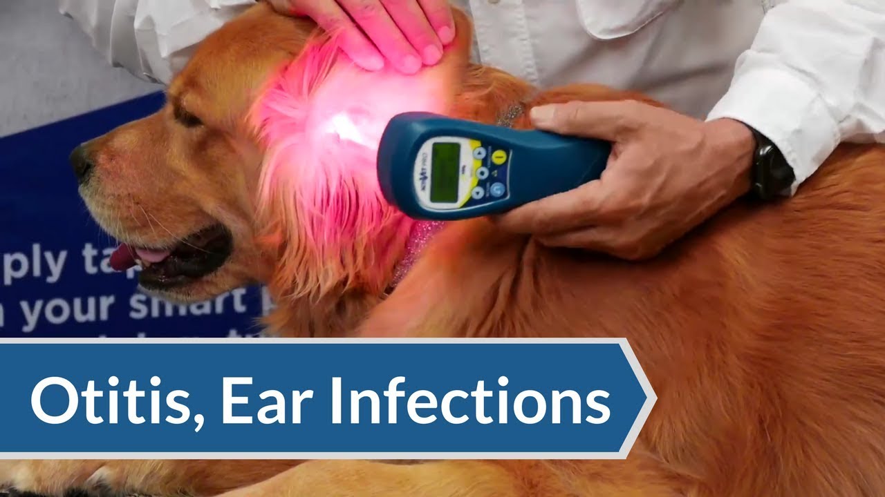 Laser Therapy Protocol: Otitis & Ear Infections | ACTIVet PRO