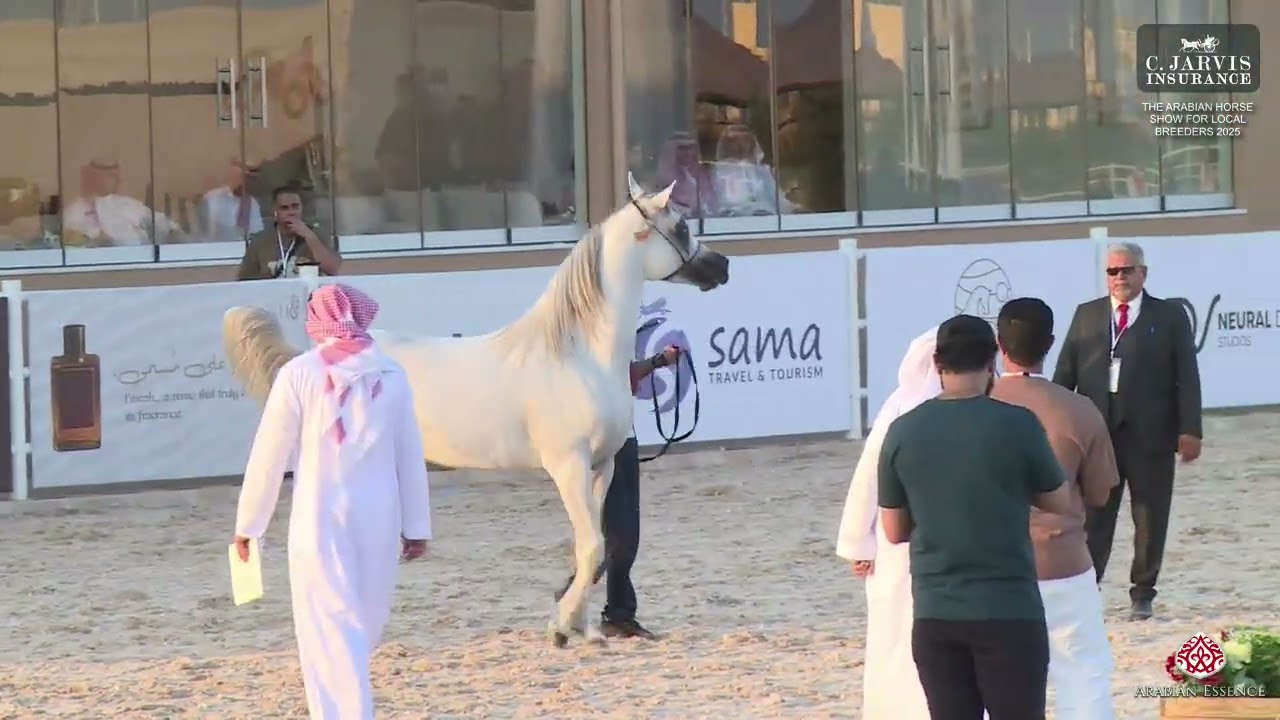 N 279 GRMAN AL RAAD   The Arabian Horse Show For Local Breeders 2025   Stallions 4 6 Years Old   Sec