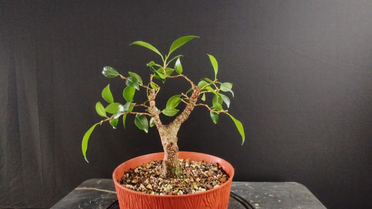 Tiger Bark Ficus | Pruning | Wiring | Styling