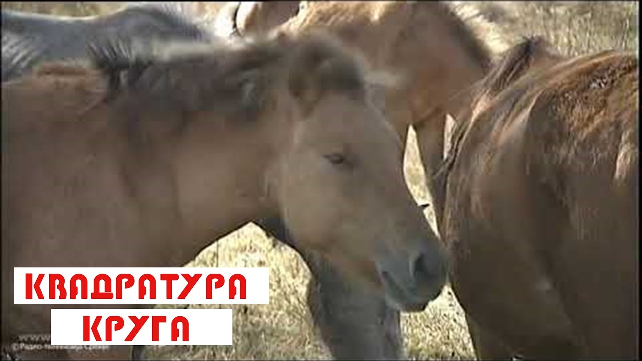 Kvadratura kruga: Priroda nam je pri rodu