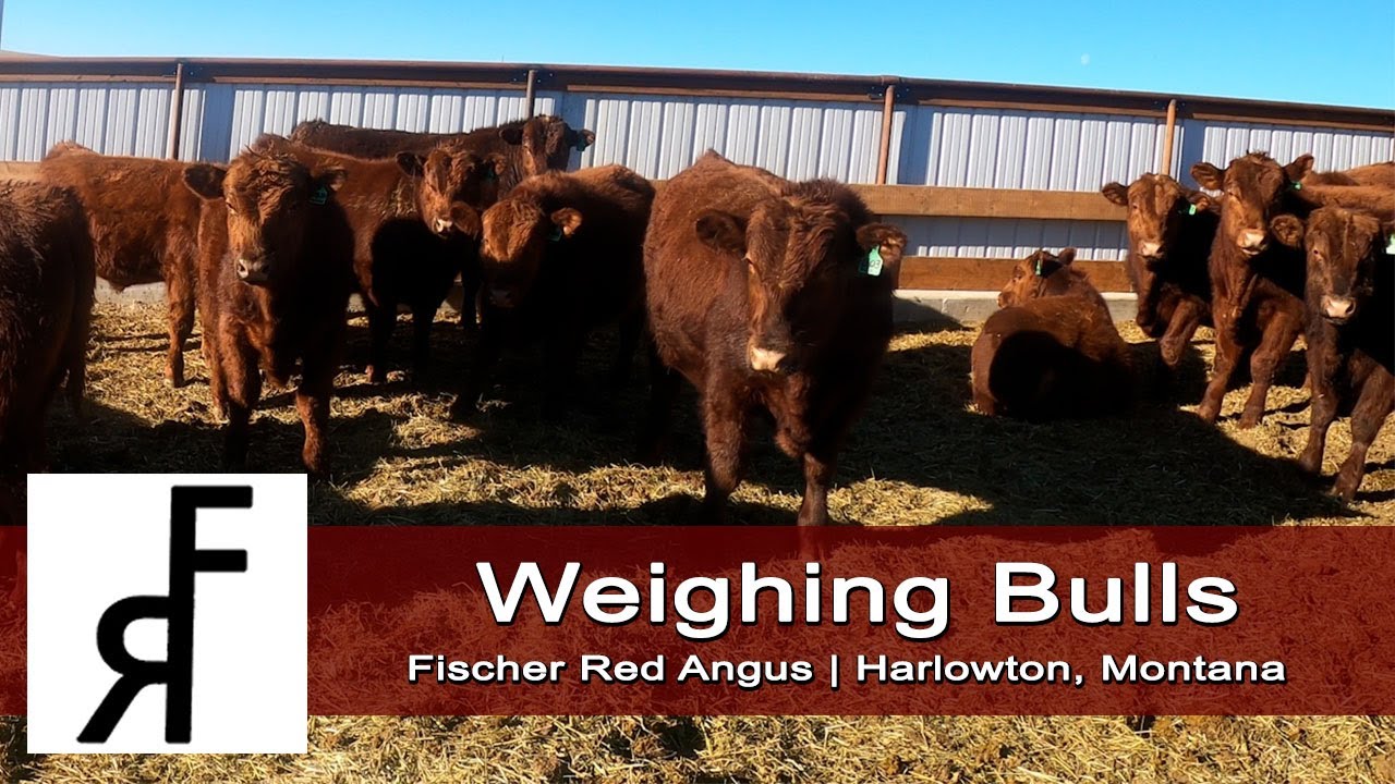 Weighing Yearling Red Angus Bulls | Feeding Round Bales with Tractor | Fischer Red Angus