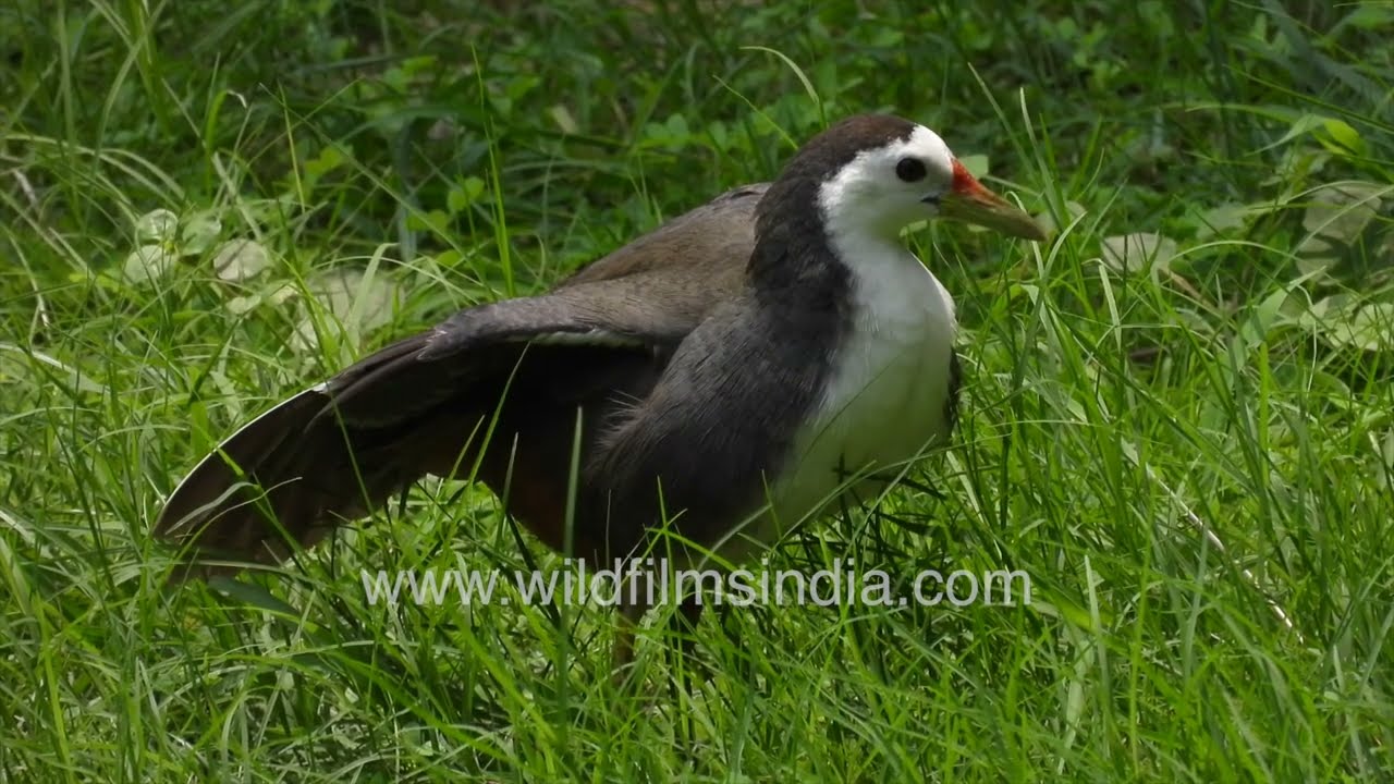 White breasted waterhen preening wings in green habitat