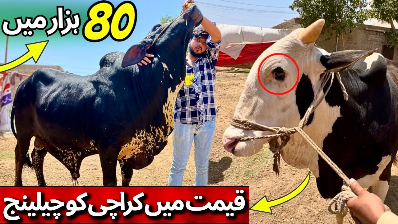 80 Hazar Mai Qurbani 2025 Ka Janwar | Karachi Ki Mandi Se Sasta Janwar | 12 Hazar Mai Palai Offers