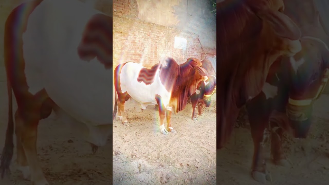 Most Beautiful Bull | Cattle Farming in Pakistan | Khoobsurat Janwar | #shorts #vlogwithpets #cow