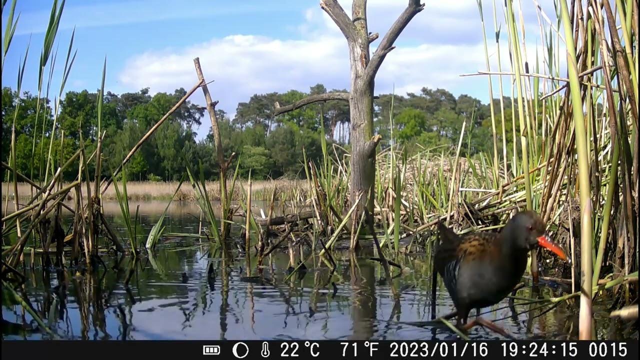 Wodnik, Water Rail