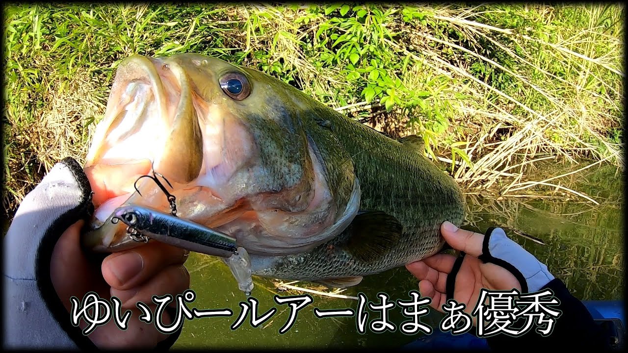 【Dstyle】先週のチーター 今週のイチリン【ICHIRIN 70F 】