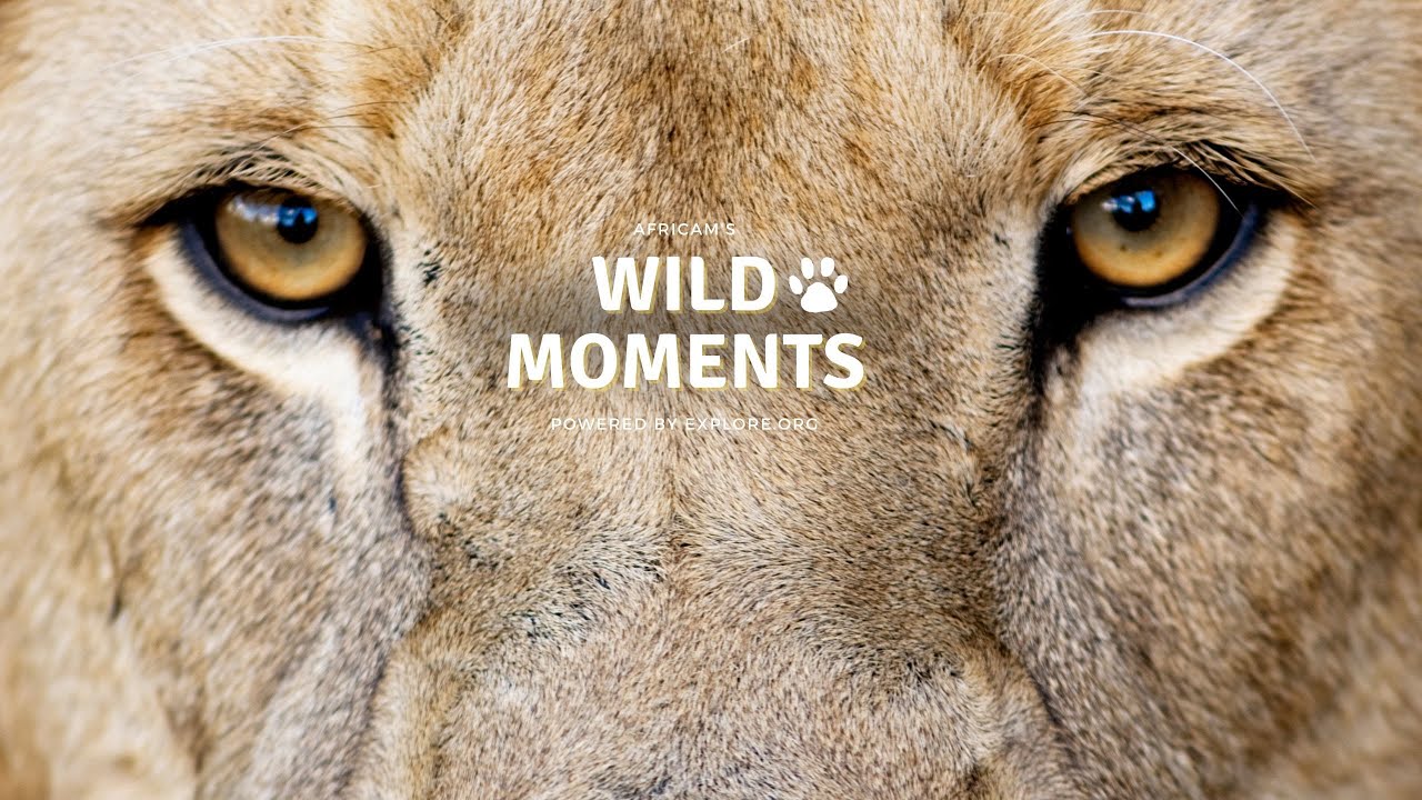 The Africats | Wild Moments