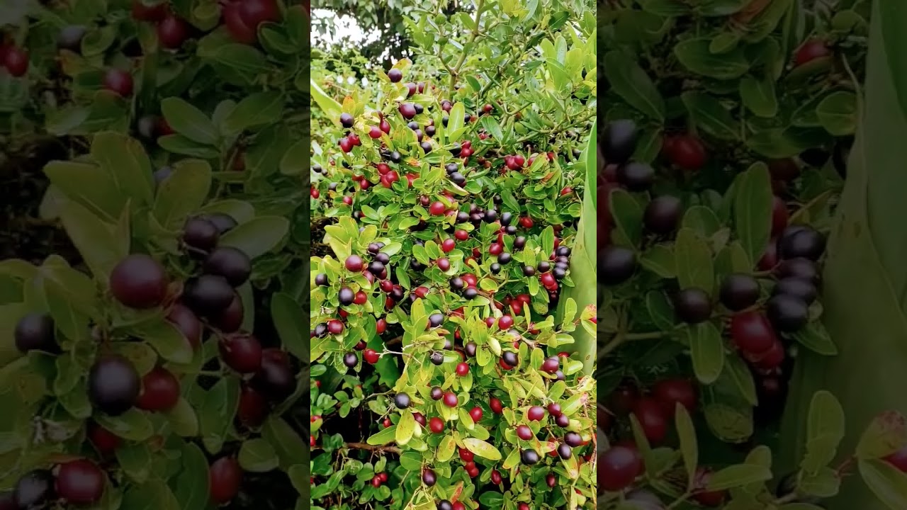 Ripen karonda fruits / Carissa carandas /
