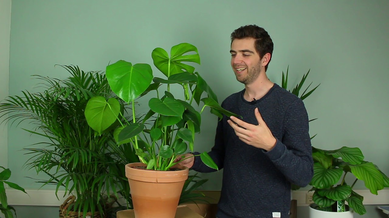 Axel de Plantendokter geeft antwoord!