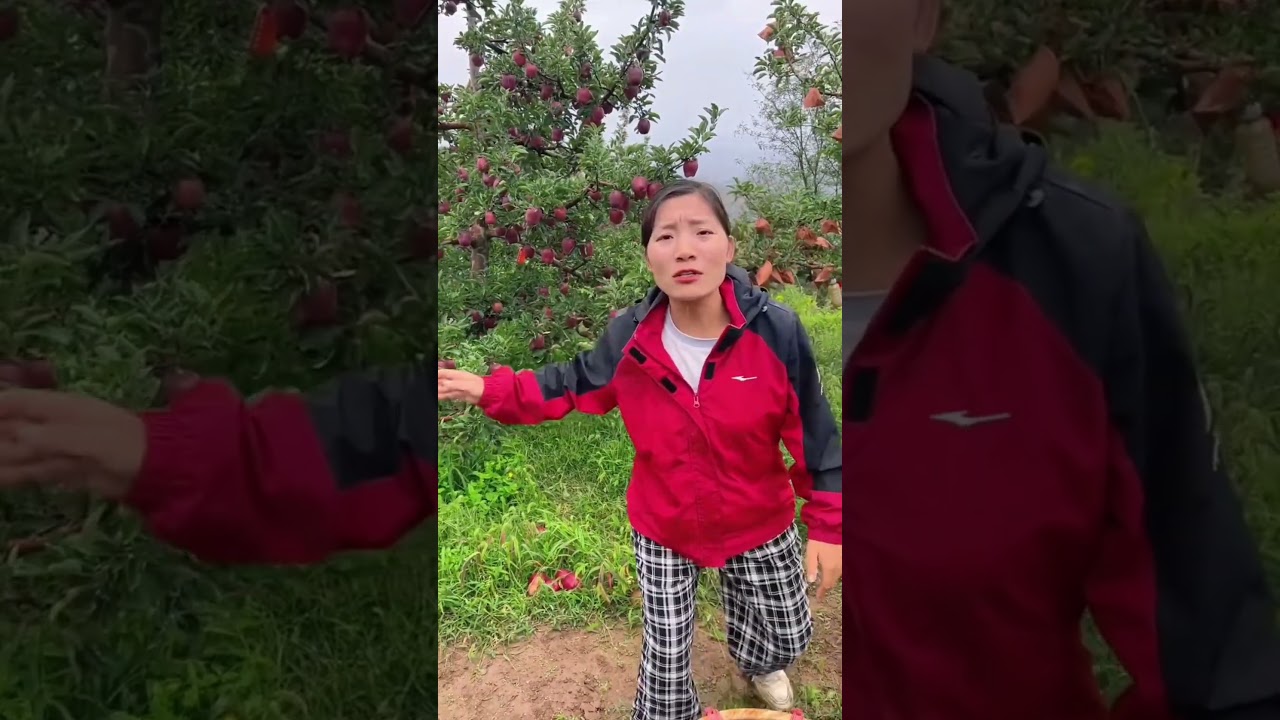 Delicious Red apple fruit harvest from orchard by Rural Farmer | Fresh Fruits #apple