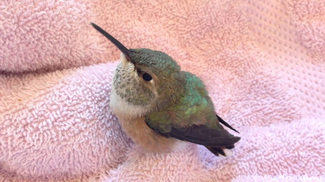 Baby Rufous Hummingbird