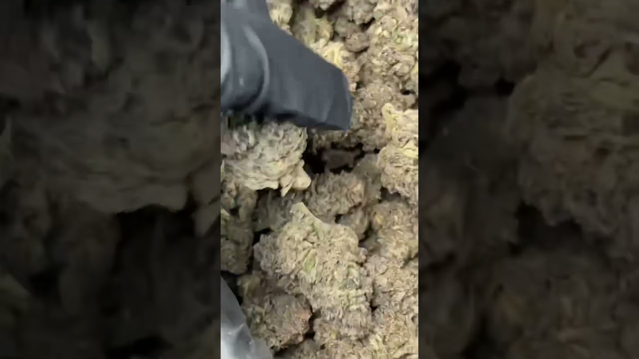 Exotic sherblato $ Zara nugs