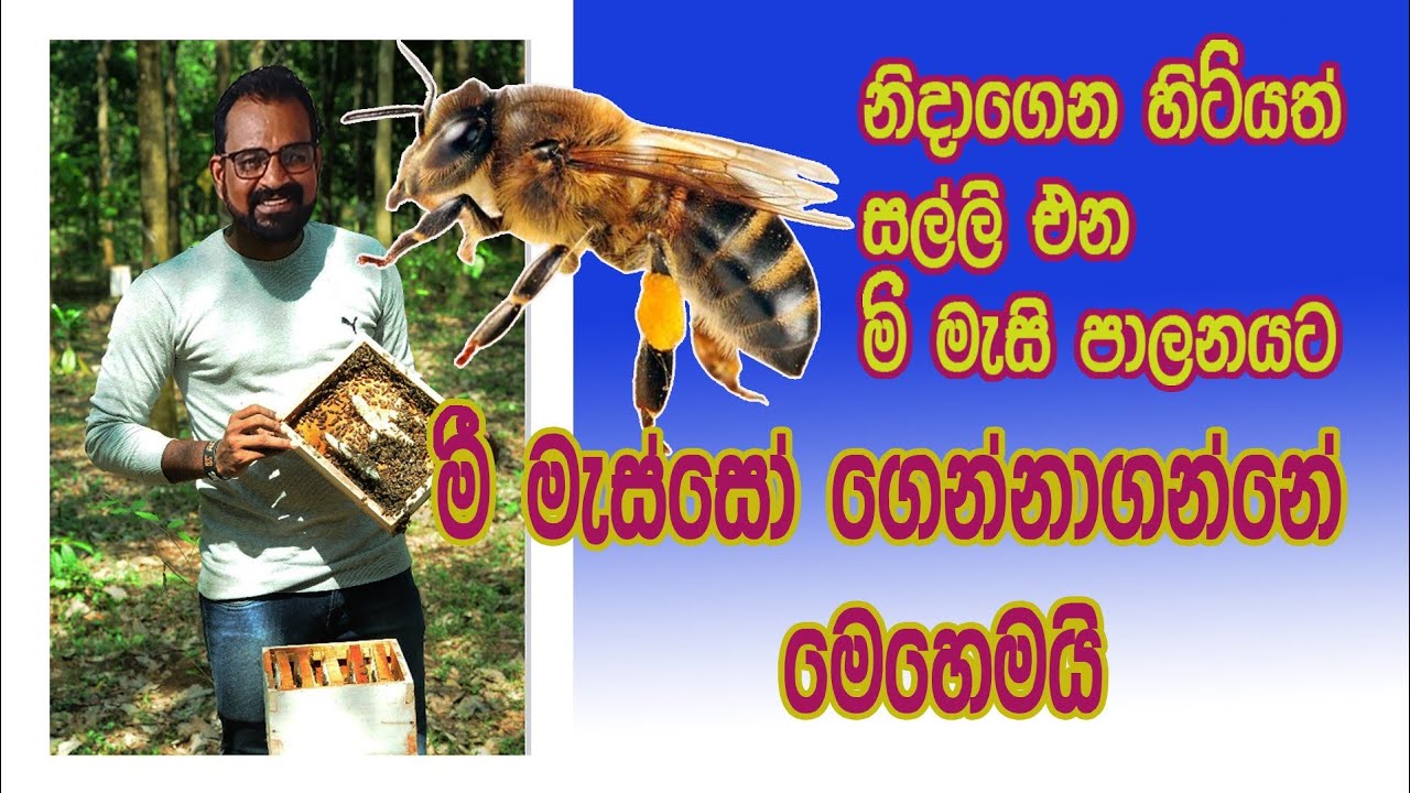 මී මැස්සෝ ගෙන්නගන්නේ මෙහෙමයි / @AgriView61