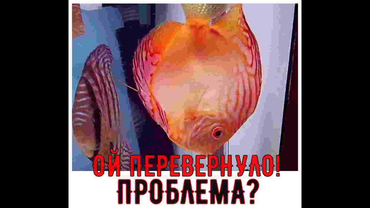 ЧТО ДЕЛАТЬ?? РЫБА ВНИЗ ГОЛОВОЙ!! ЛЕЧИМ!!