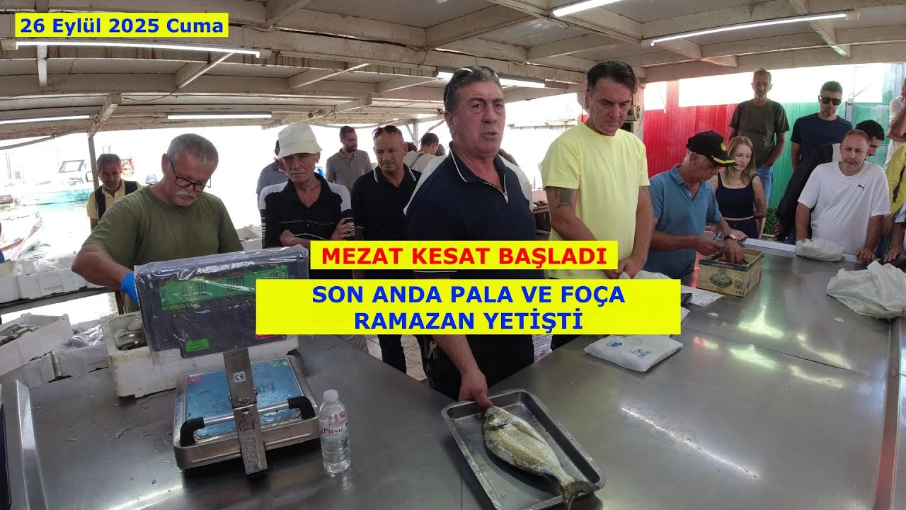 26 EYLÜL 2025 CUMA. MAVİŞEHİR BALIK MEZATINDA TAKOZ ÇUPRA GÜNÜ.