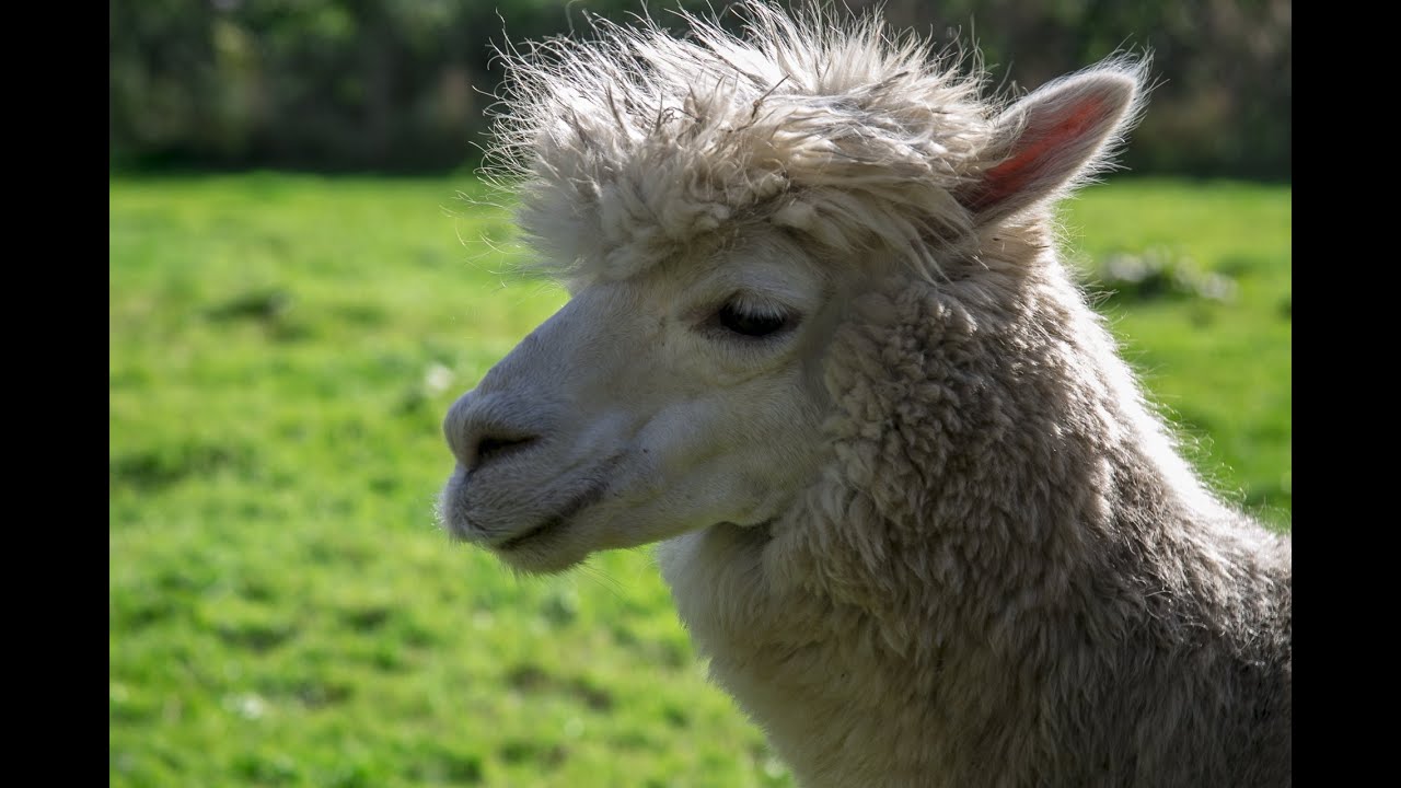 All About Alpacas with Dr Lou Baskind