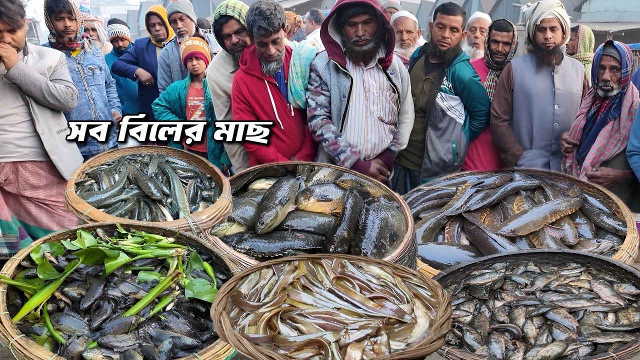 দুবলি বাজারেই সম্ভব আড়িয়াল বিলের কৈ মাছ মেনি মাছ শিং মাছ বড় বড় সাইজের শোল মাছ | Village fish market