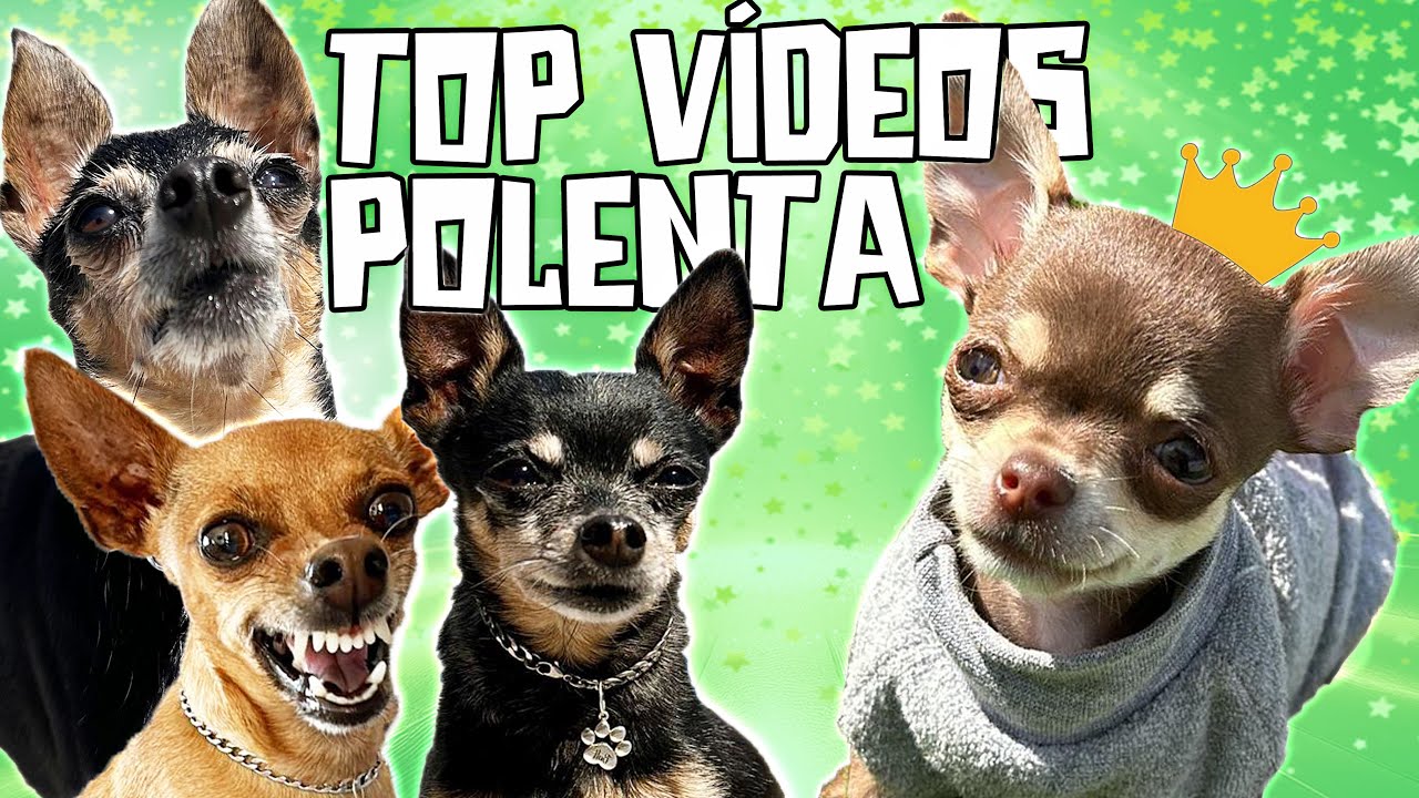 OS MELHORES MOMENTOS DA POLENTA DESDE QUE ELA CHEGOU AT&Eacute; AGORA!