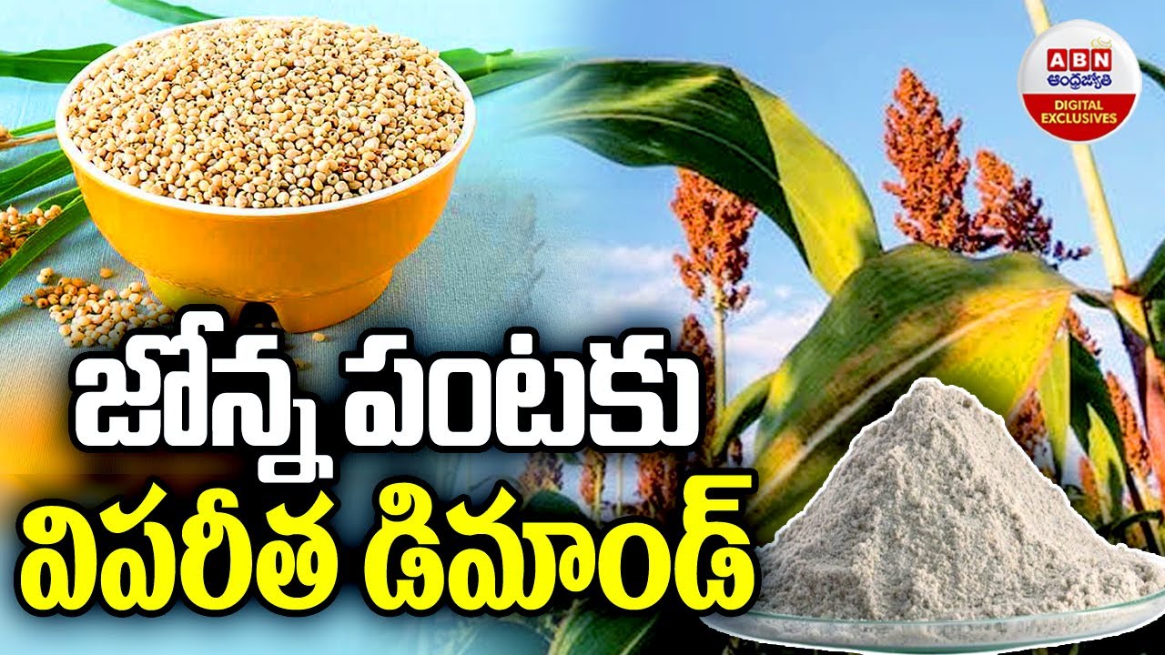 Huge Demand For Sorghum Crop : జోన్న పంట కు విపరీత డిమాండ్ | ABN Digital Exclusives