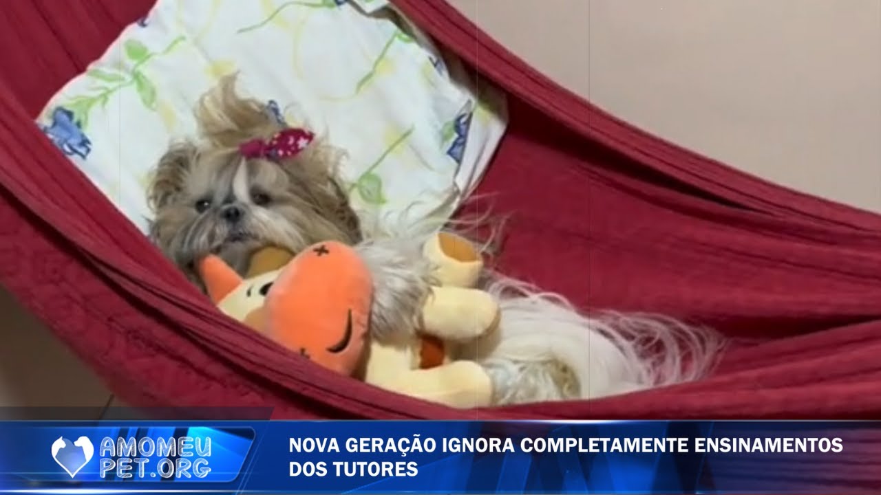 Pets da geração Z: Cachorros e gatos que não valorizam a vida boa que tem