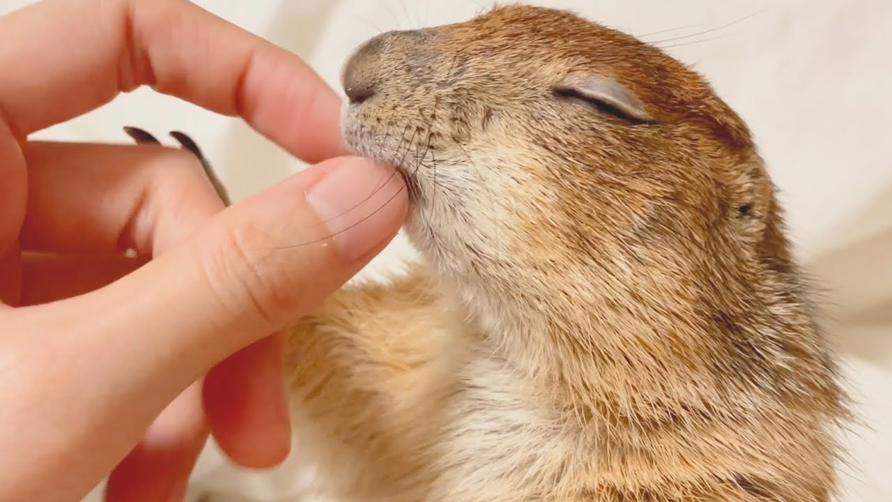 【可愛い】ずっとなでて欲しい甘えん坊プレーリードッグ
